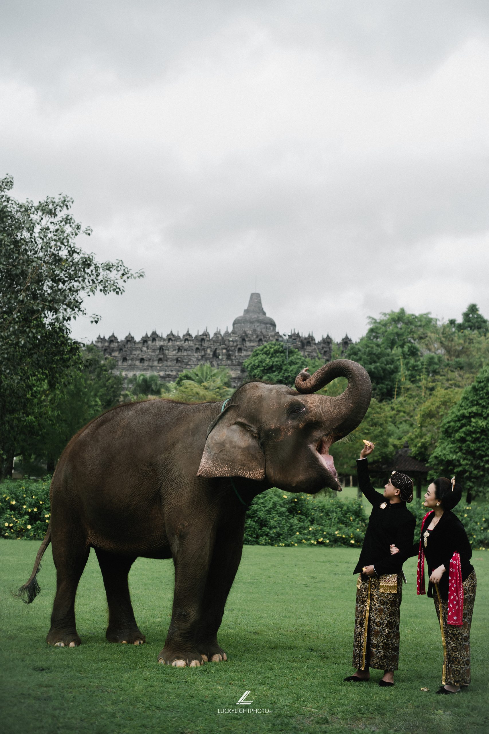 Konsep Pre wedding Unik Bersama Gajah